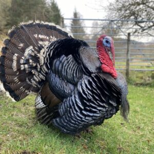 Norfolk Bronze Turkey hatching eggs (6)
