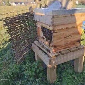 11 frames hive on national frames 2025 queen