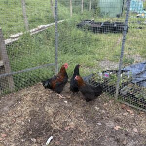 Trio black rock / maran hybrids