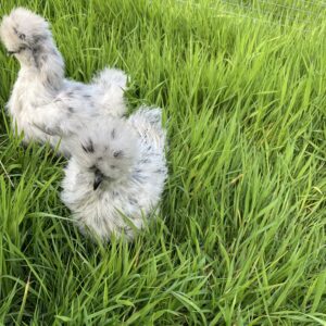 Splash silkie hens