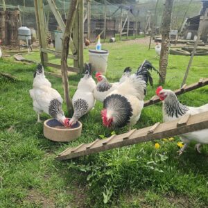 18 Premium traditional Light Sussex large fowl hatching eggs