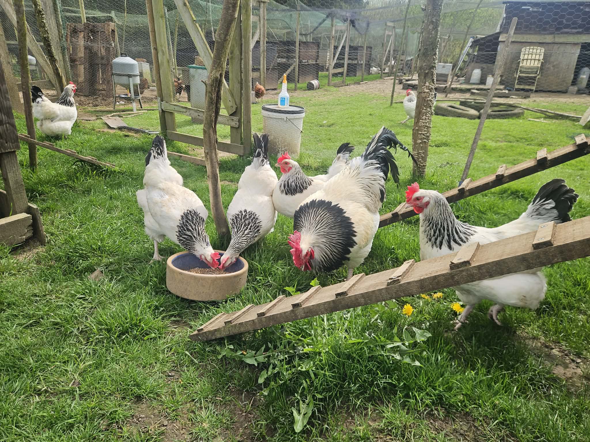 18 Premium traditional Light Sussex large fowl hatching eggs
