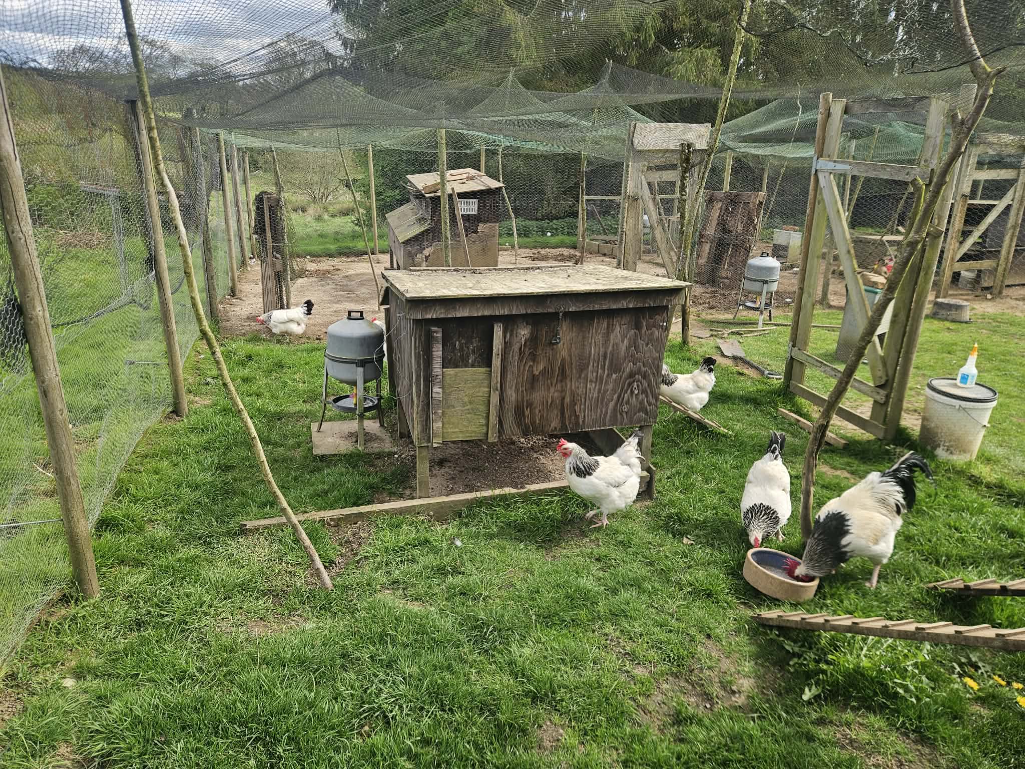 18 Premium traditional Light Sussex large fowl hatching eggs - Image 4