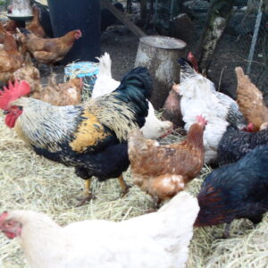chickens chicks for sale