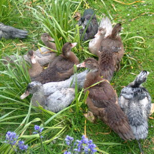Muscovy ducklings 6 weeks old  ( up to 9 available)