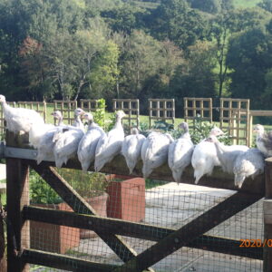 12 x Guinea fowl Hatching eggs