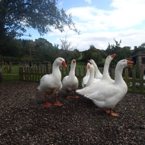 4 x embden cross Toulouse goose eggs