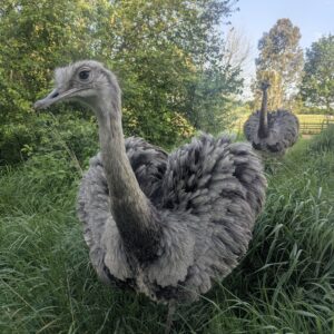 Greater Rhea Hatching Eggs x2 White/Grey