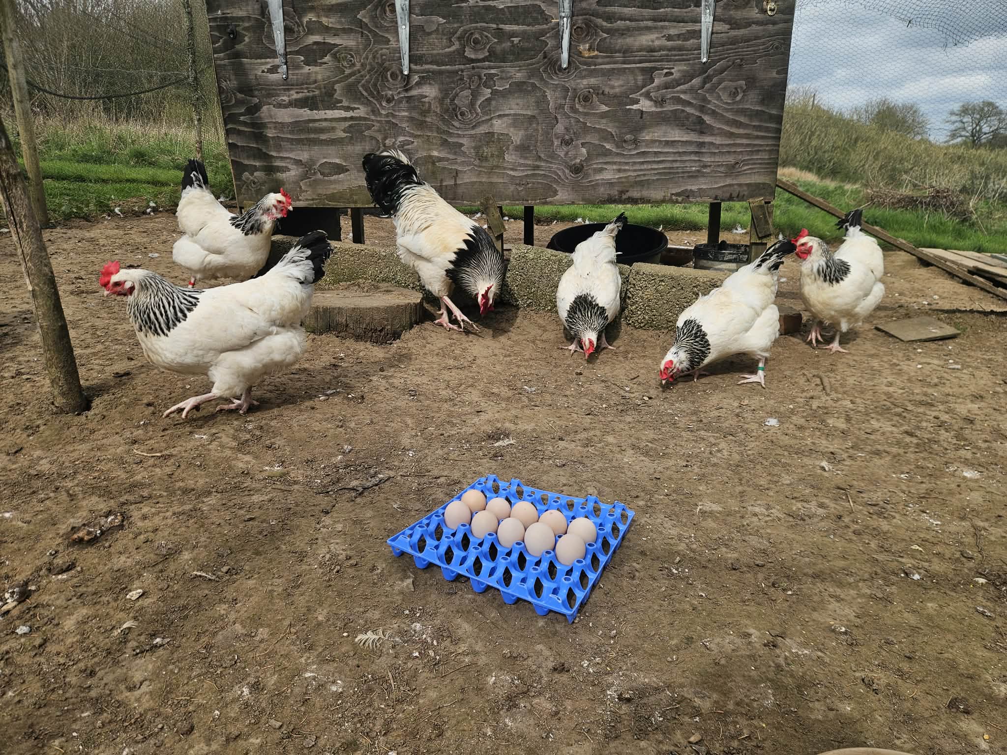 18 Premium traditional Light Sussex large fowl hatching eggs - Image 7