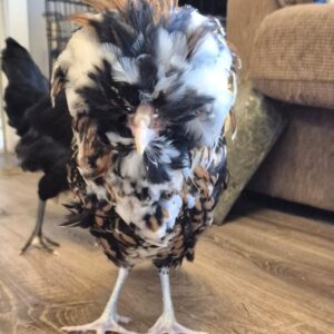 6 X poland polish hatching eggs