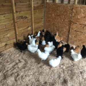 Silkies - Ginger - Point of Lay - Leicestershire