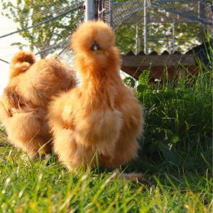 Silkie hatching eggs x6