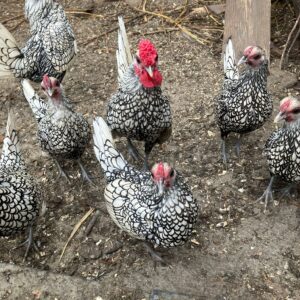 6 Silver Sebright Bantam Hatching Eggs