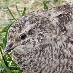 12 x Highly fertile mixed colour quail eggs