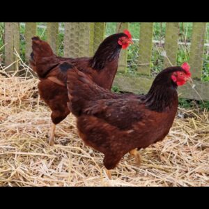 6x Rhode Is Red Hatching Eggs