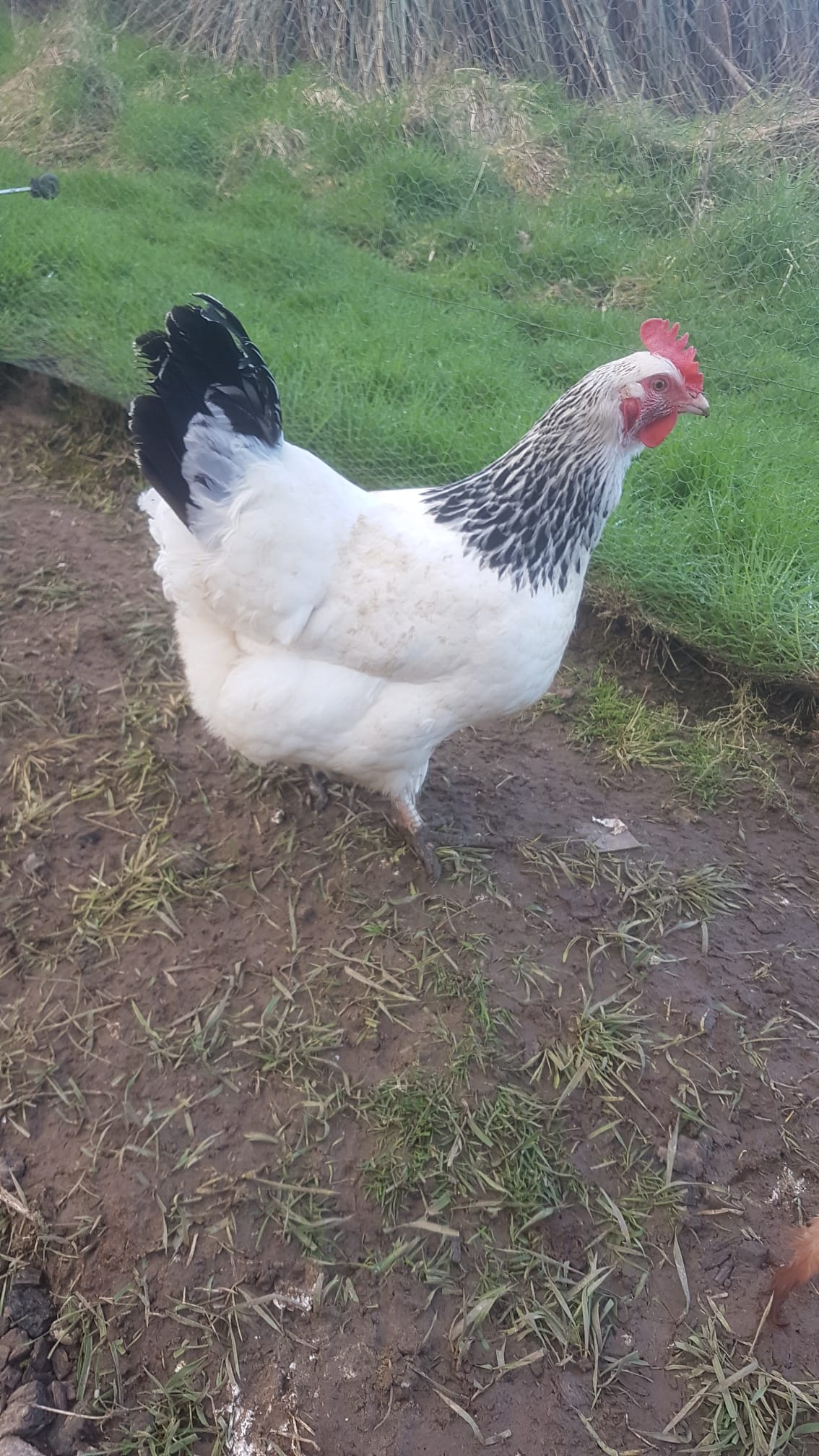 18 Premium traditional Light Sussex large fowl hatching eggs - Image 6