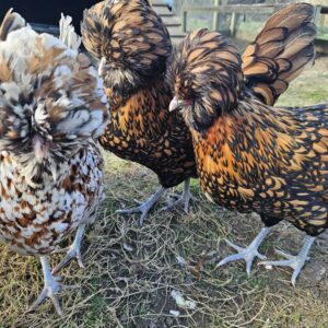 6 Polish Goldlaced and Tolbunt hatching eggs