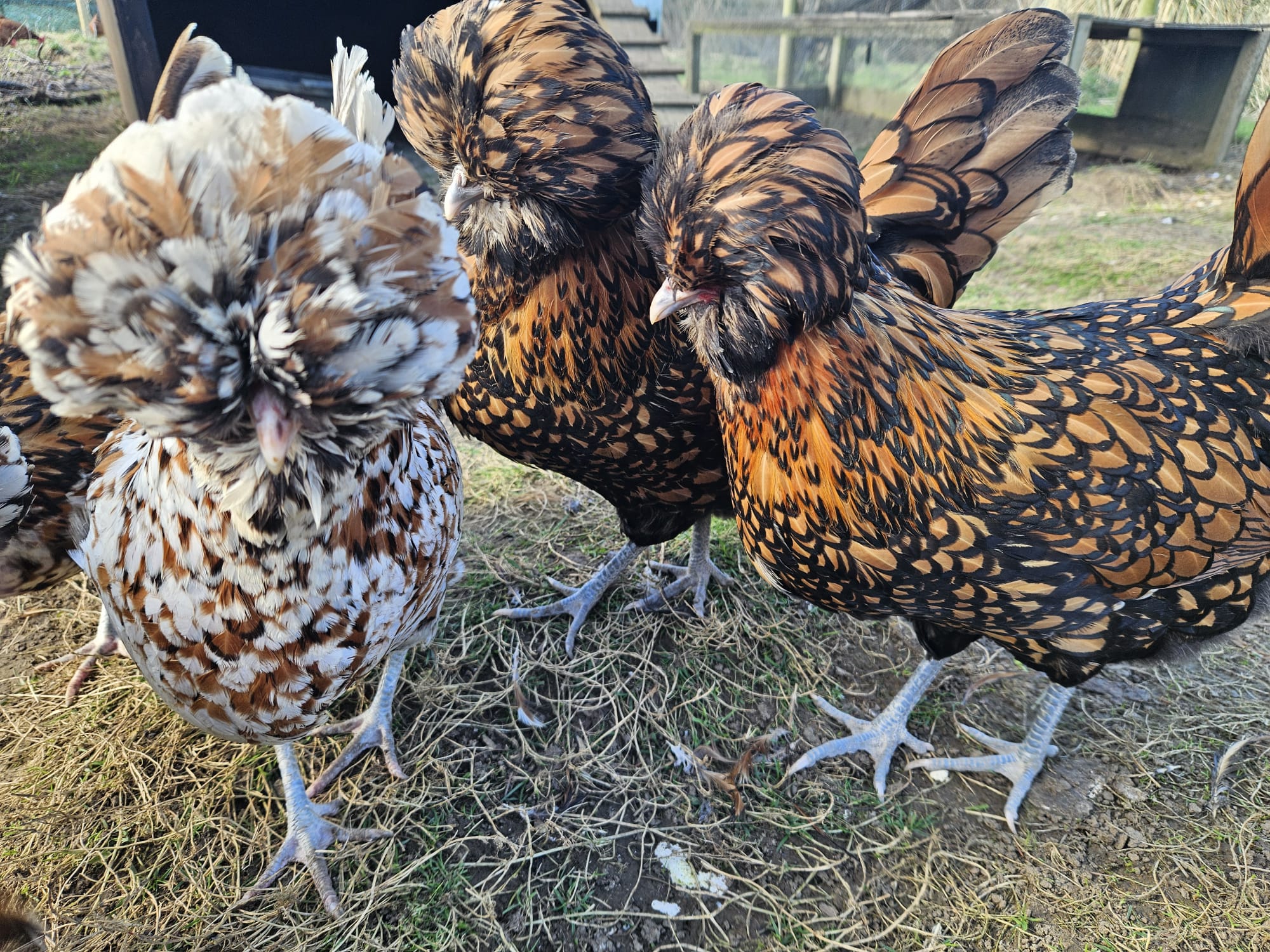 6 Polish Goldlaced hatching eggs - Image 2