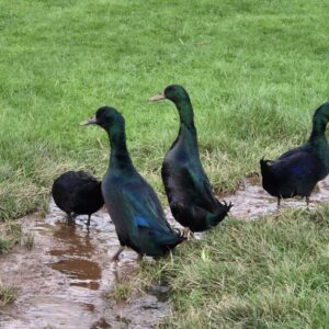 Cayuga Duck Hatching Eggs x 6