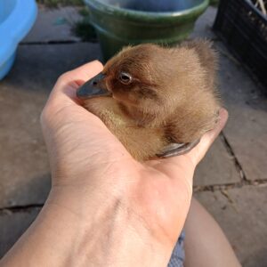 Various age Indian runner ducklings 🐥