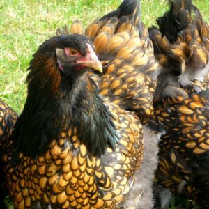 Brahma hatching eggs x 10 gold black laced