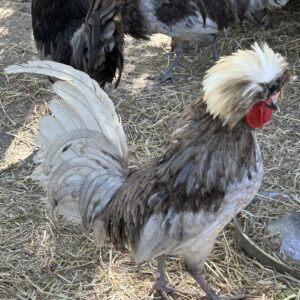 Polish/Poland Bantam Hatching Eggs x 6