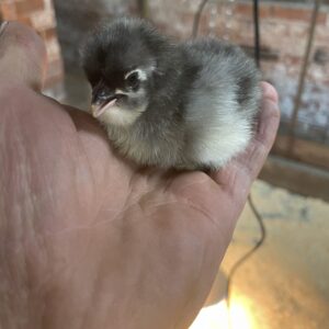 Day old chicks