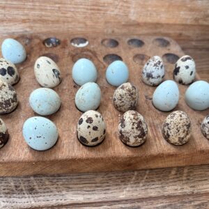 Jumbo Coturnix and celadon mix 12 hatching eggs