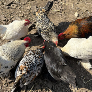 Sablepoot Hatching Eggs x 6