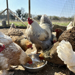 Brahma Large Fowl Hatching Eggs x 12