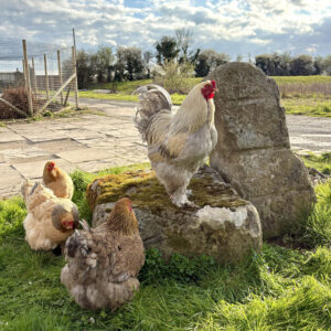 6 Large Fowl Brahma Chicks