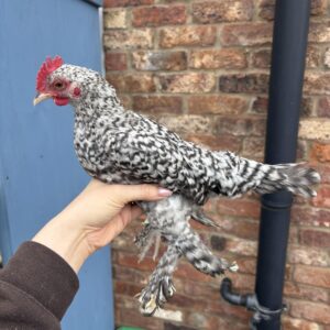 Sablepoot/Booted Bantam Cockerels