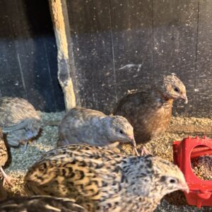 48 quail eggs for sale