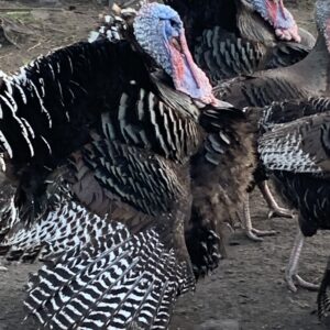 Bronze turkey hatchlings eggs