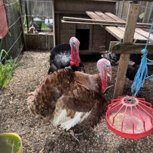 Boy turkeys for sale Norfolk black double breasted 1 year old