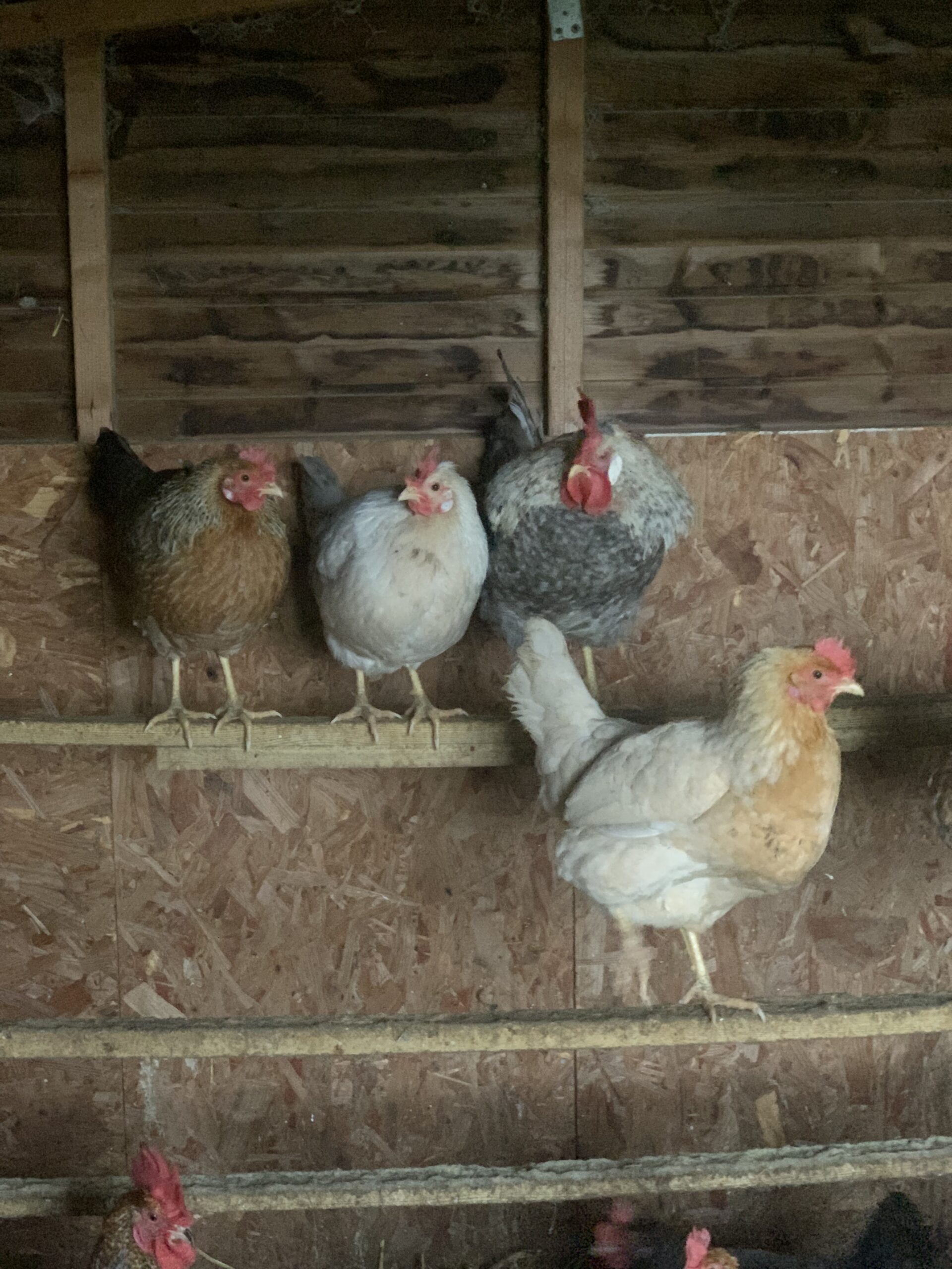 12 Easter eggers large fowl hatching eggs - Image 6