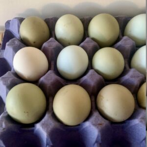 12 Easter eggers large fowl hatching eggs