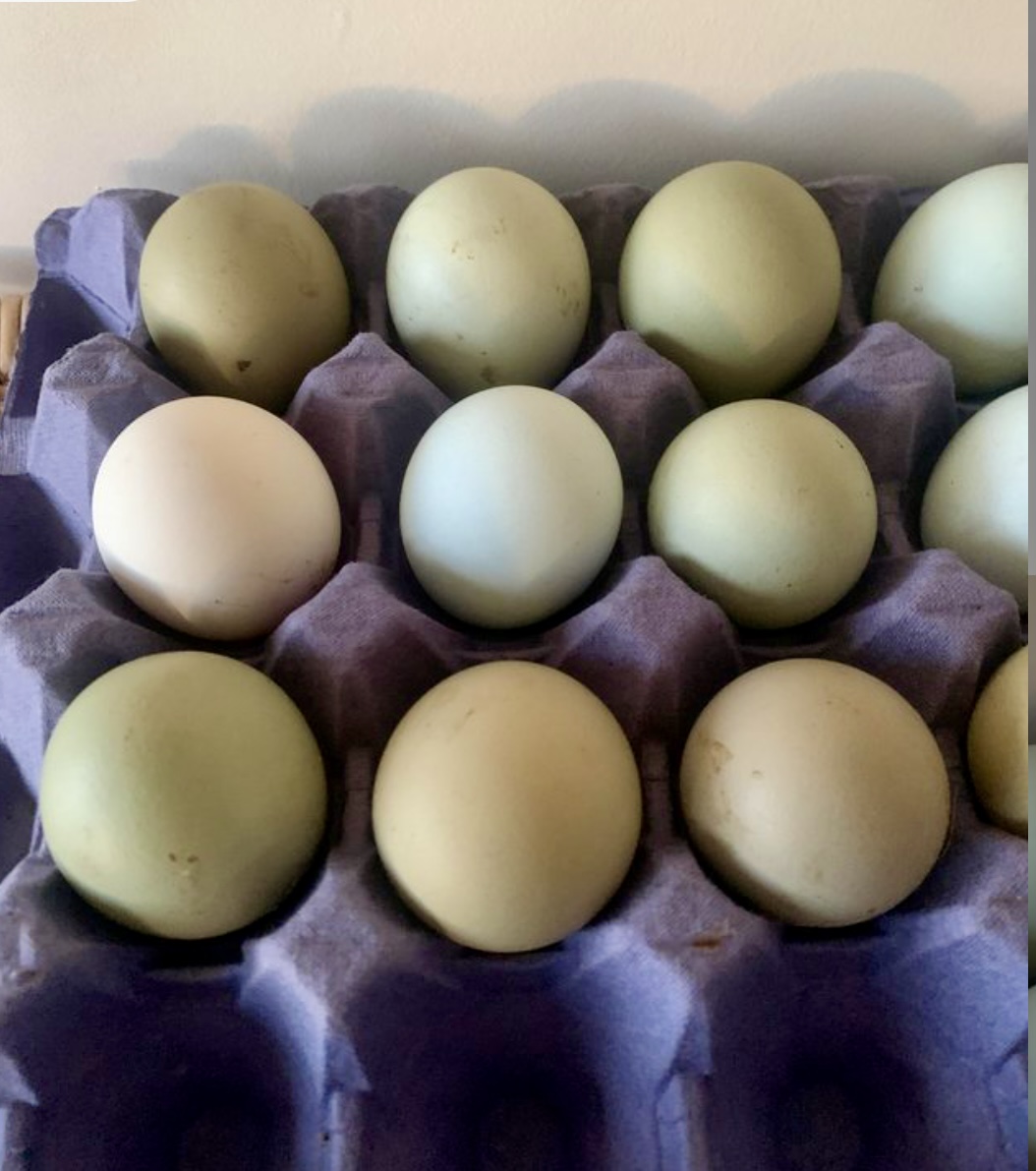 12 Easter eggers large fowl hatching eggs