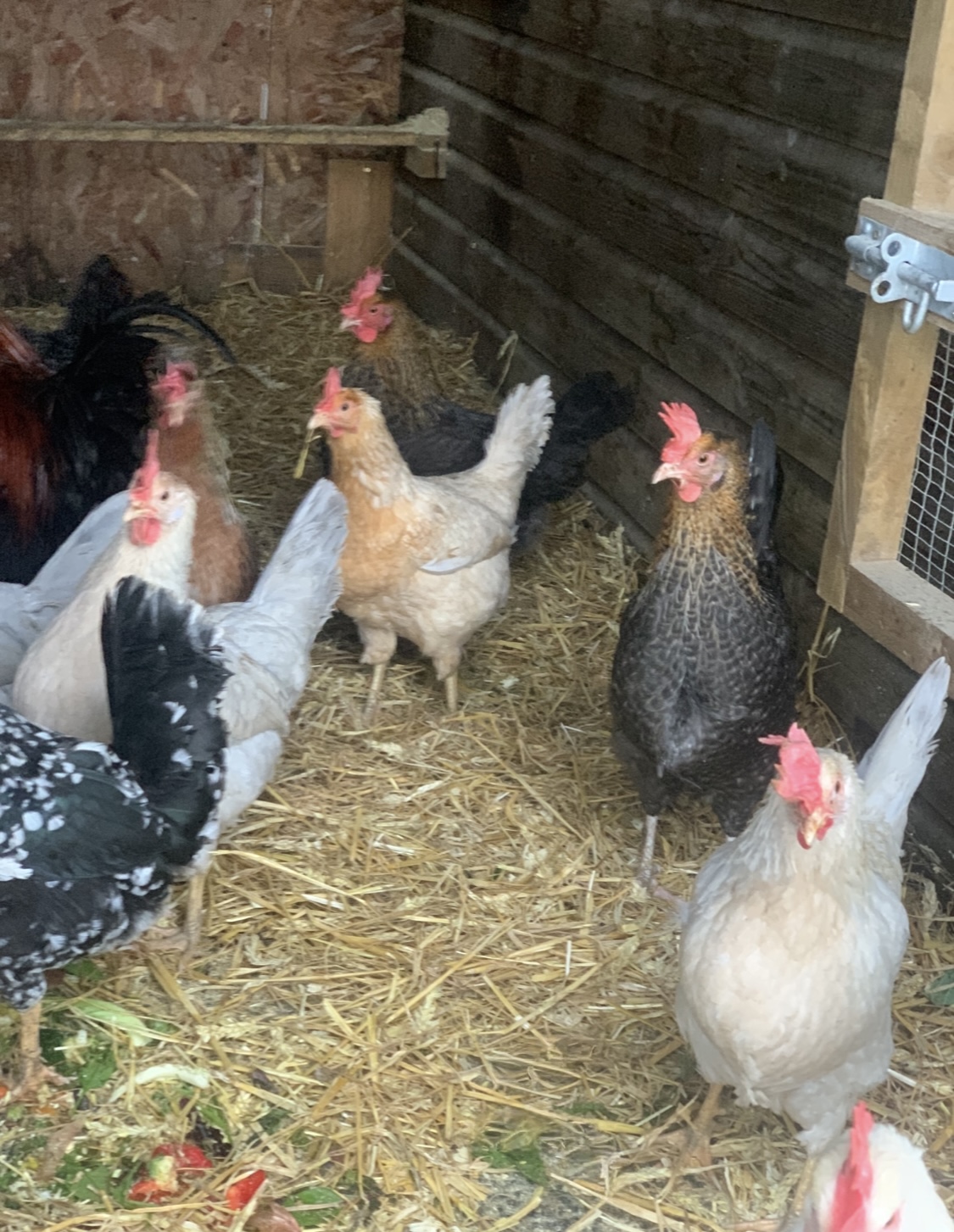 12 Easter eggers large fowl hatching eggs - Image 9