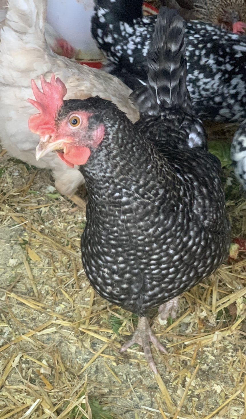 12 Easter eggers large fowl hatching eggs - Image 8