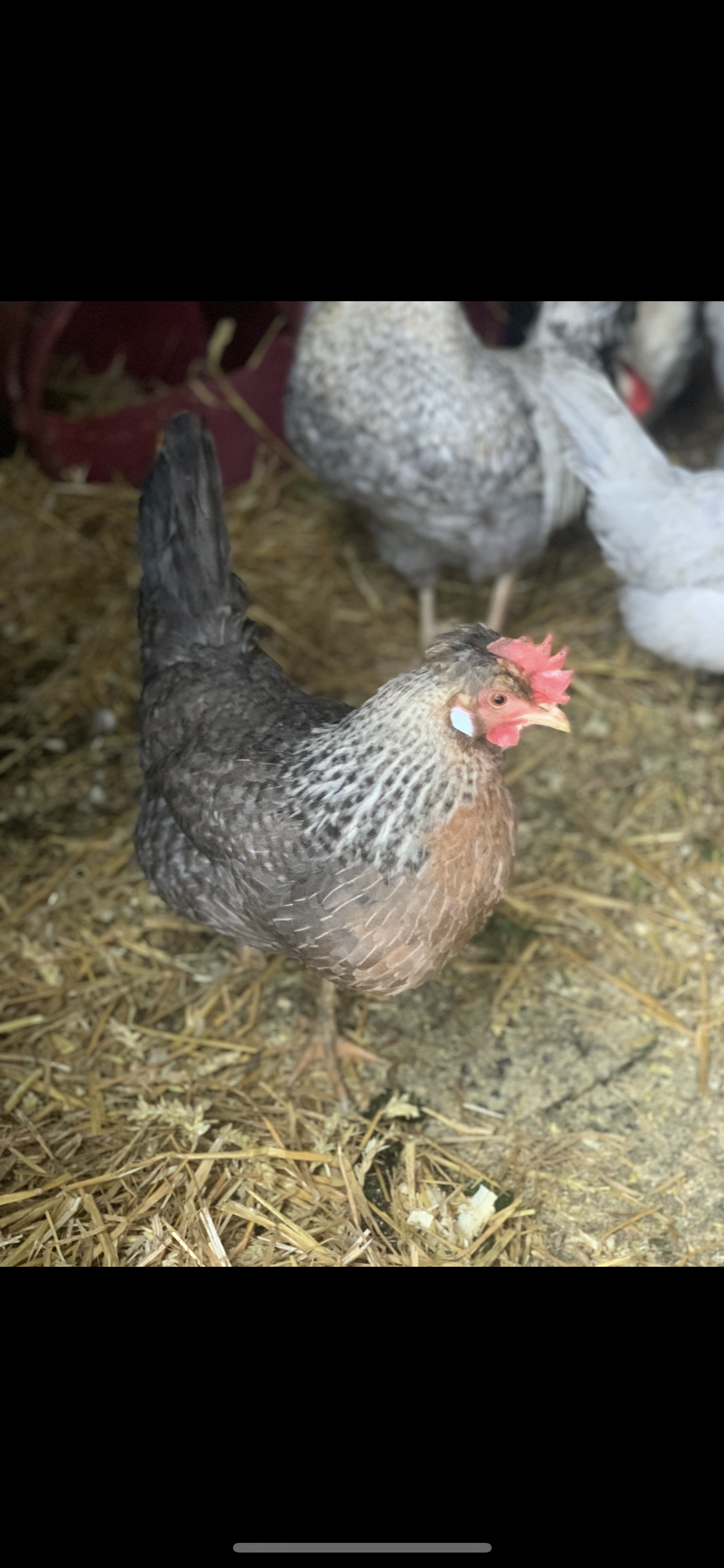12 Easter eggers large fowl hatching eggs - Image 3