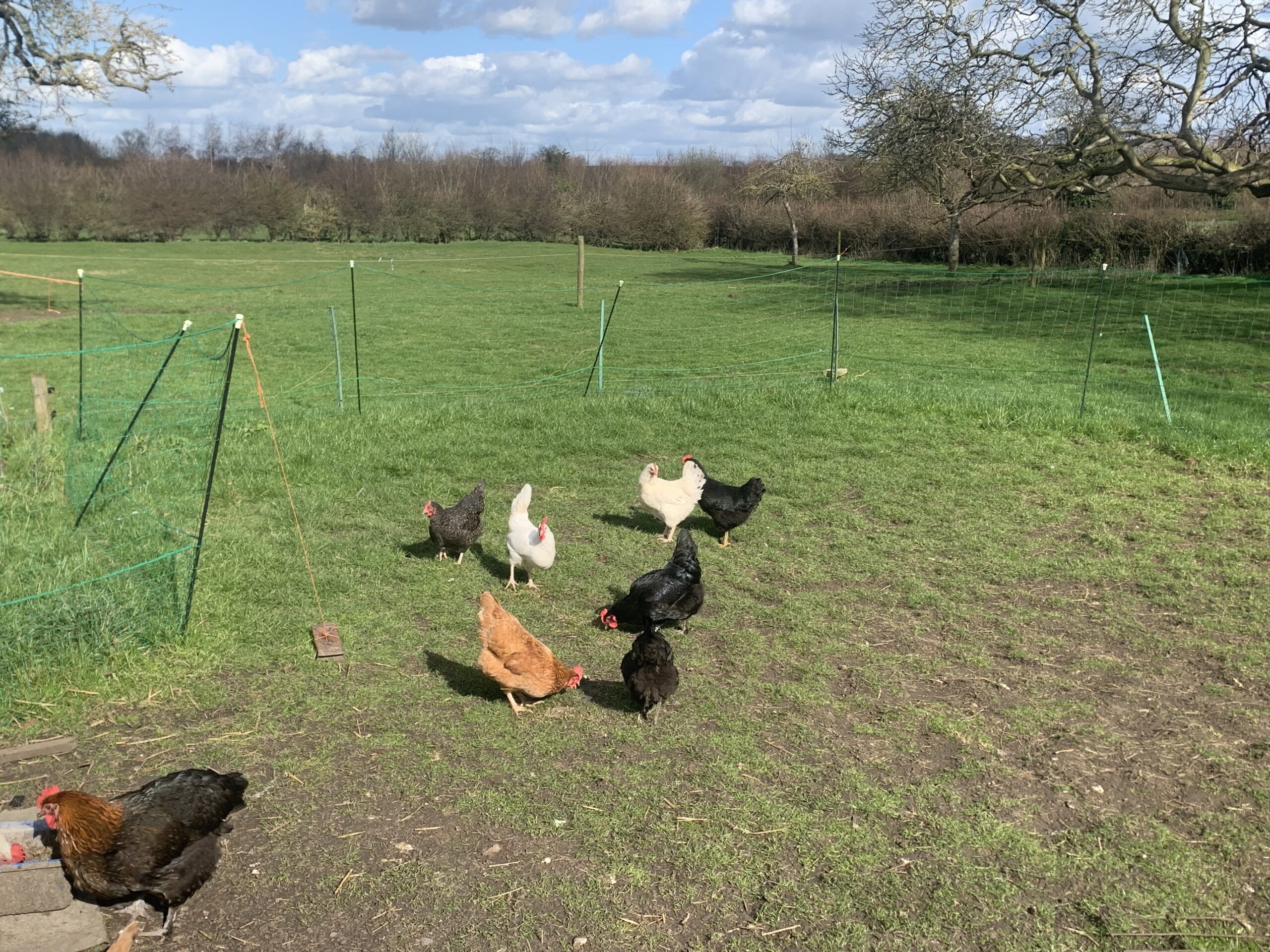 12 Easter eggers large fowl hatching eggs - Image 5