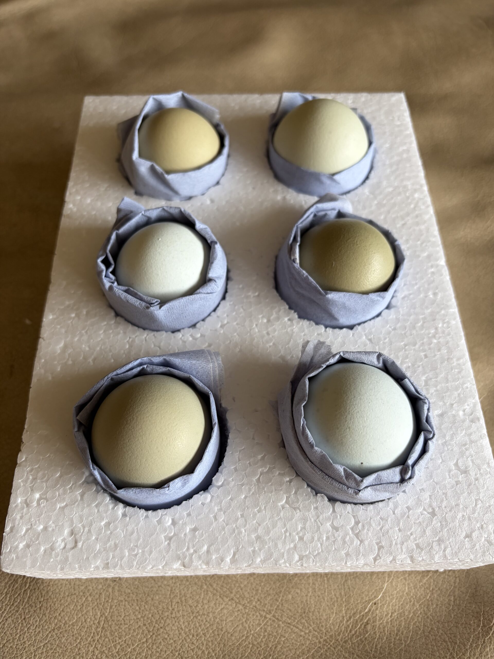 12 Easter eggers large fowl hatching eggs - Image 2