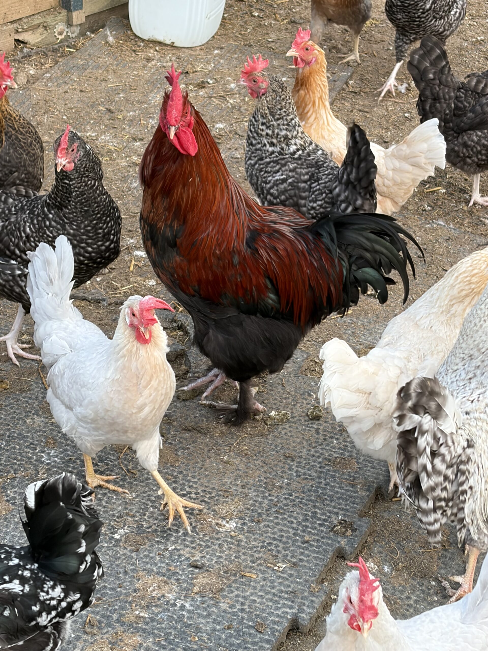 12 Easter eggers large fowl hatching eggs - Image 4