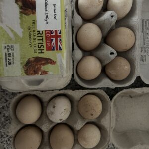 Guinea Fowl Eggs