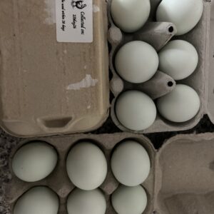 Cream Legbar Hatching Eggs