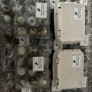 Japanese standard cortunix hatching eggs