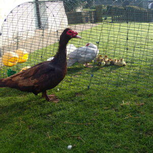 6 x chocolate Muscovy duck eggs