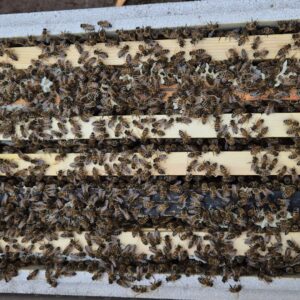 5 frame nucs of Buckfast bees. Headed by a 2026 F1 marked and clipped Buckfast queen