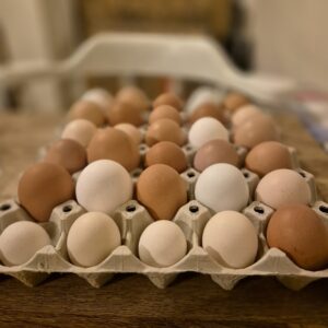 Mixed Breed Chicken Hatching Eggs x 6